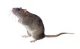 Pet sitting image 4